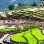 समयमै वर्षा भएपछि कोशीमा धान रोपाइँ १२ प्रतिशतले वृद्धि