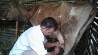 इलाममा दश अर्व बढीको पशुजन्य उत्पादन