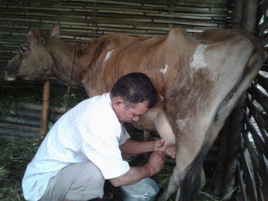 इलाममा दश अर्व बढीको पशुजन्य उत्पादन
