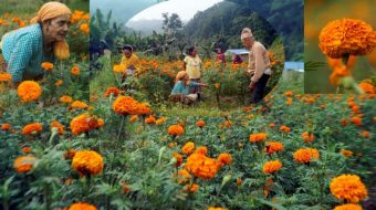 फुल खेतीमा अात्मनिर्भरताकाे बाटाेमा इलाम