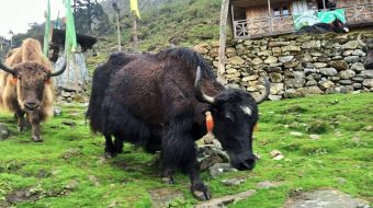इलाममा ८ अर्ब ६० करोडको पशुपक्षीजन्य उत्पादन