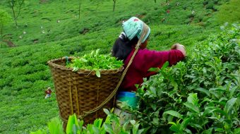 सिजन सकिएपछि मागअनुसार चियाको अभाव