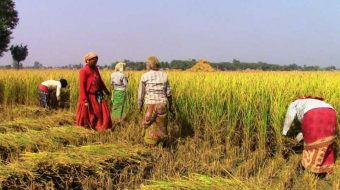 इलाममा धान उत्पादनमा वृद्धि
