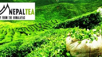 नेपाली चियाको लोगोको बिषयमा सुर्याेदय नगरपालिकाकाे आपत्ती