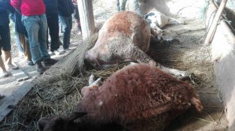 इलामको आख्रेमा अचानक तीनवटा पशु मरे