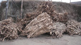 लोक्ता र अर्गेली खेतीबाट व्यवसायीक बन्दै इलामका  किसान