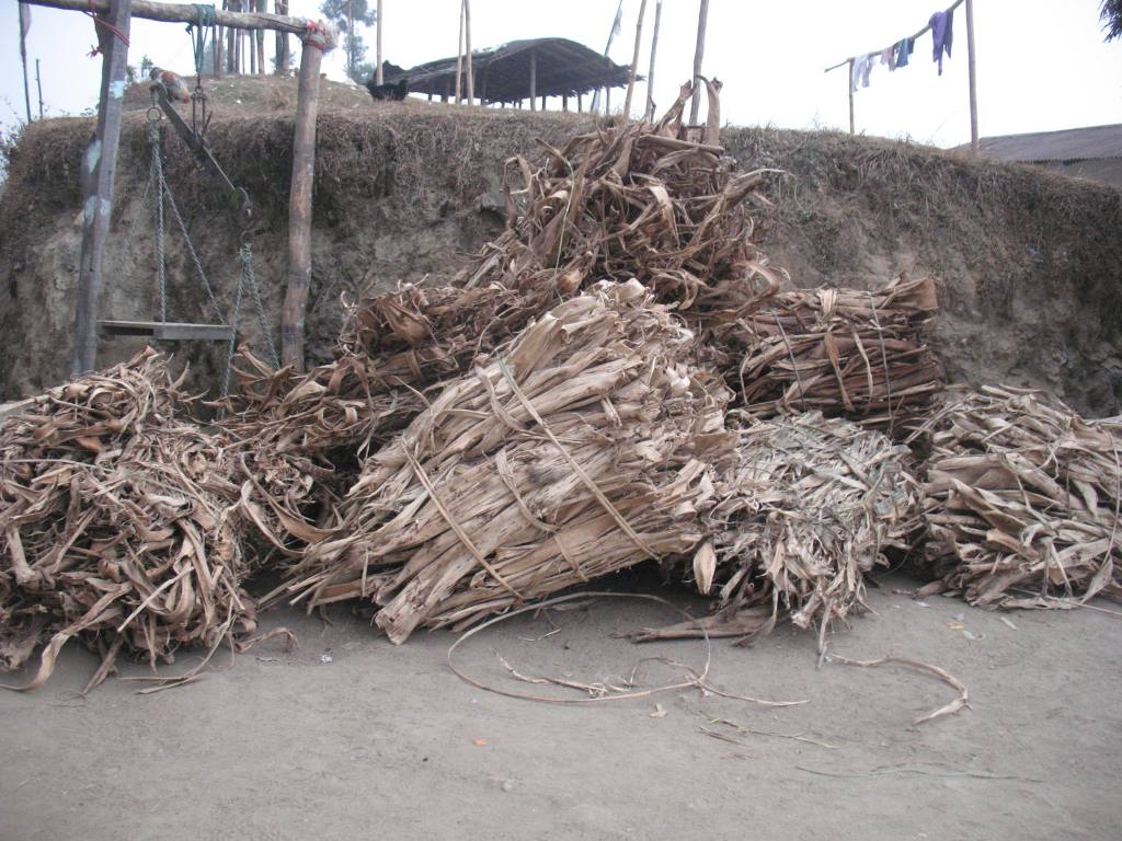 लोक्ता र अर्गेली खेतीबाट व्यवसायीक बन्दै इलामका  किसान