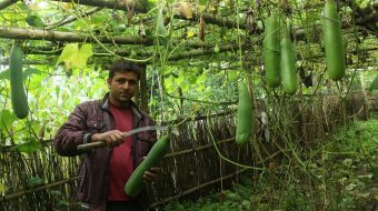 खाध्यबालि छोडेर इस्कुस र काँक्रा खेती