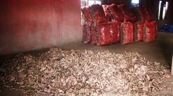 अदुवाको उत्पादन शुरु, अघिल्लो वर्षको दोब्बरमा किनबेच