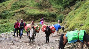सडकको अवस्था राम्रो नहुँदा घोडाको भरमा उत्तरी इलामका किसान ( भिडियो रिर्पोट सहित)