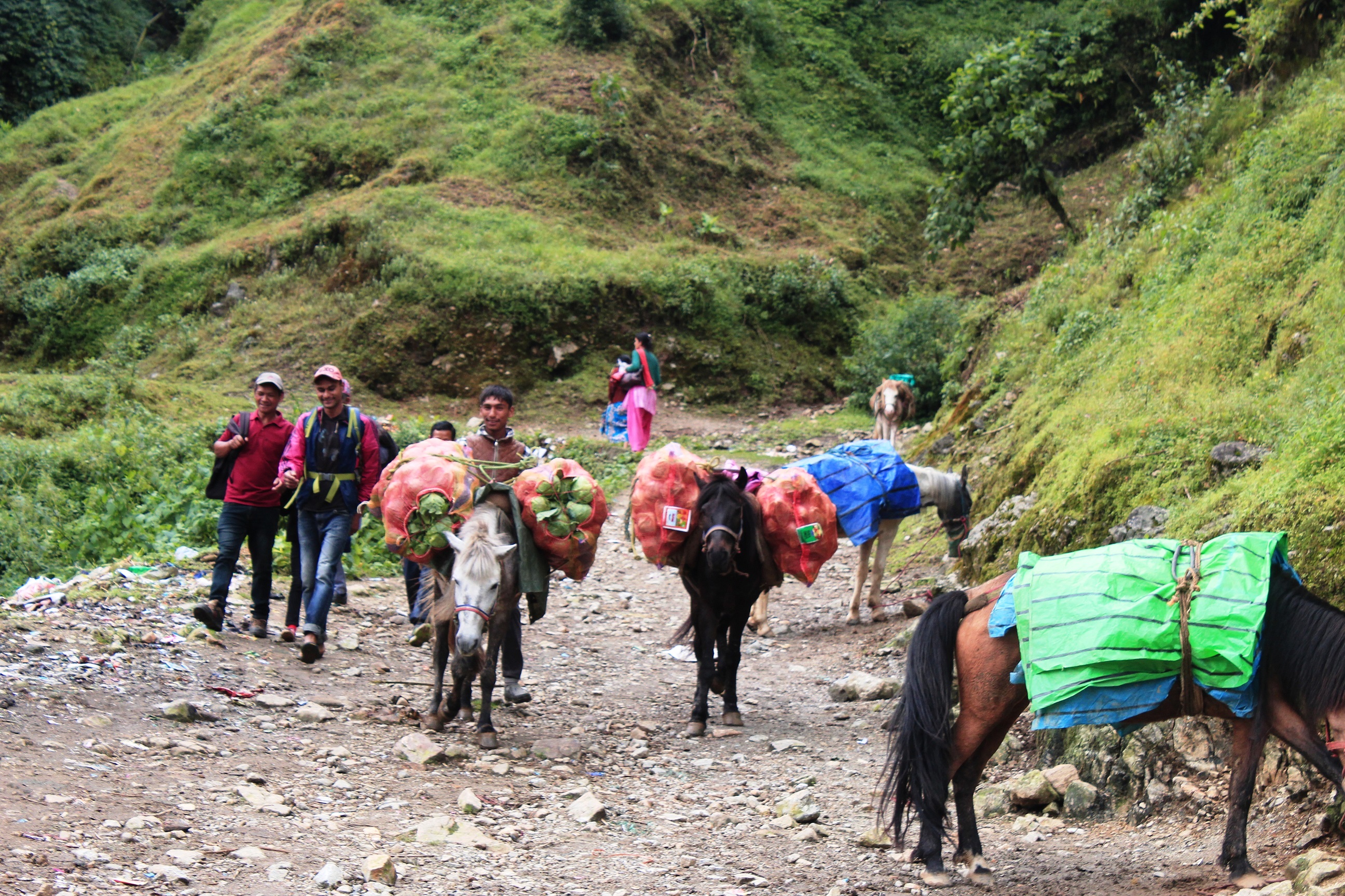 सडकको अवस्था राम्रो नहुँदा घोडाको भरमा उत्तरी इलामका किसान ( भिडियो रिर्पोट सहित)