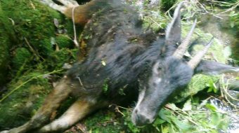 इलामको उच्च पहाडी क्षेत्रबाट थारको शिकार बढ्यो