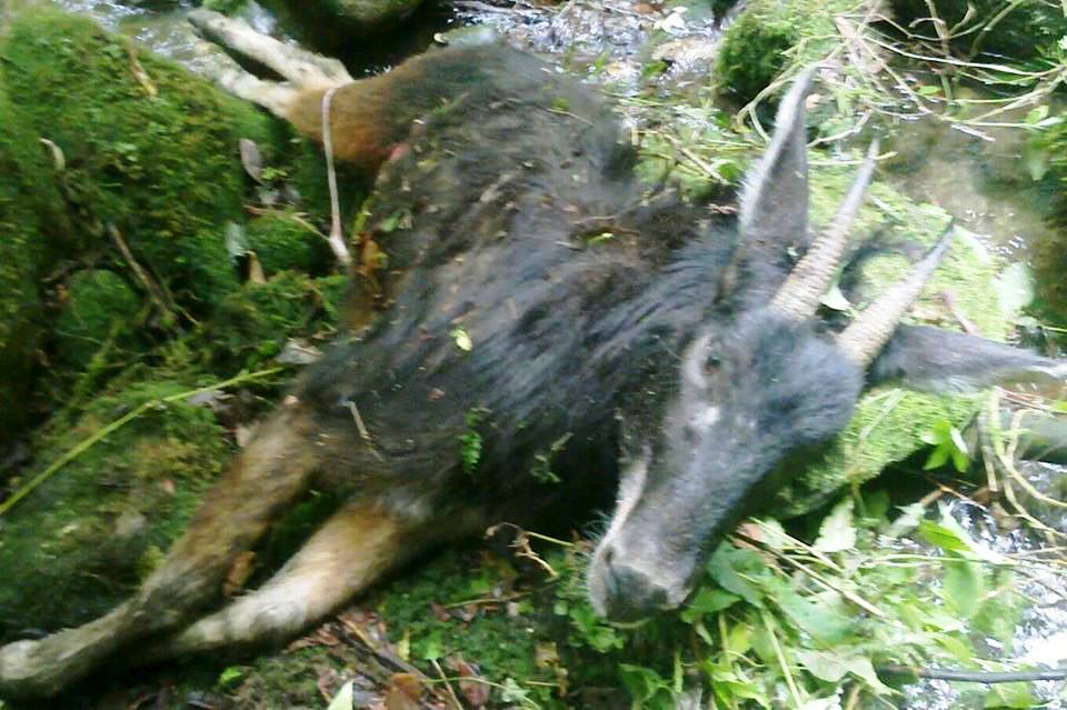 इलामको उच्च पहाडी क्षेत्रबाट थारको शिकार बढ्यो