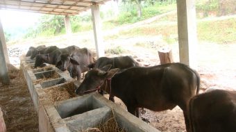 चुरेको पहिरो रोक्न  माई नगरपालिकाले  कृषि र पशुमा आधारित खेती