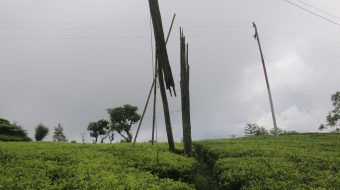 जनताका घरमा विद्युत बाल्न प्रयोग गरिएका ९ हजार  काठका पोल  विद्युतिय धराप