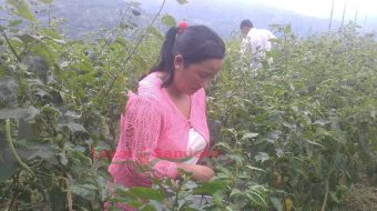 पकेट क्षेत्र संचालनमा आएपछि अकबरेमा किसानको आर्कषण बढदो
