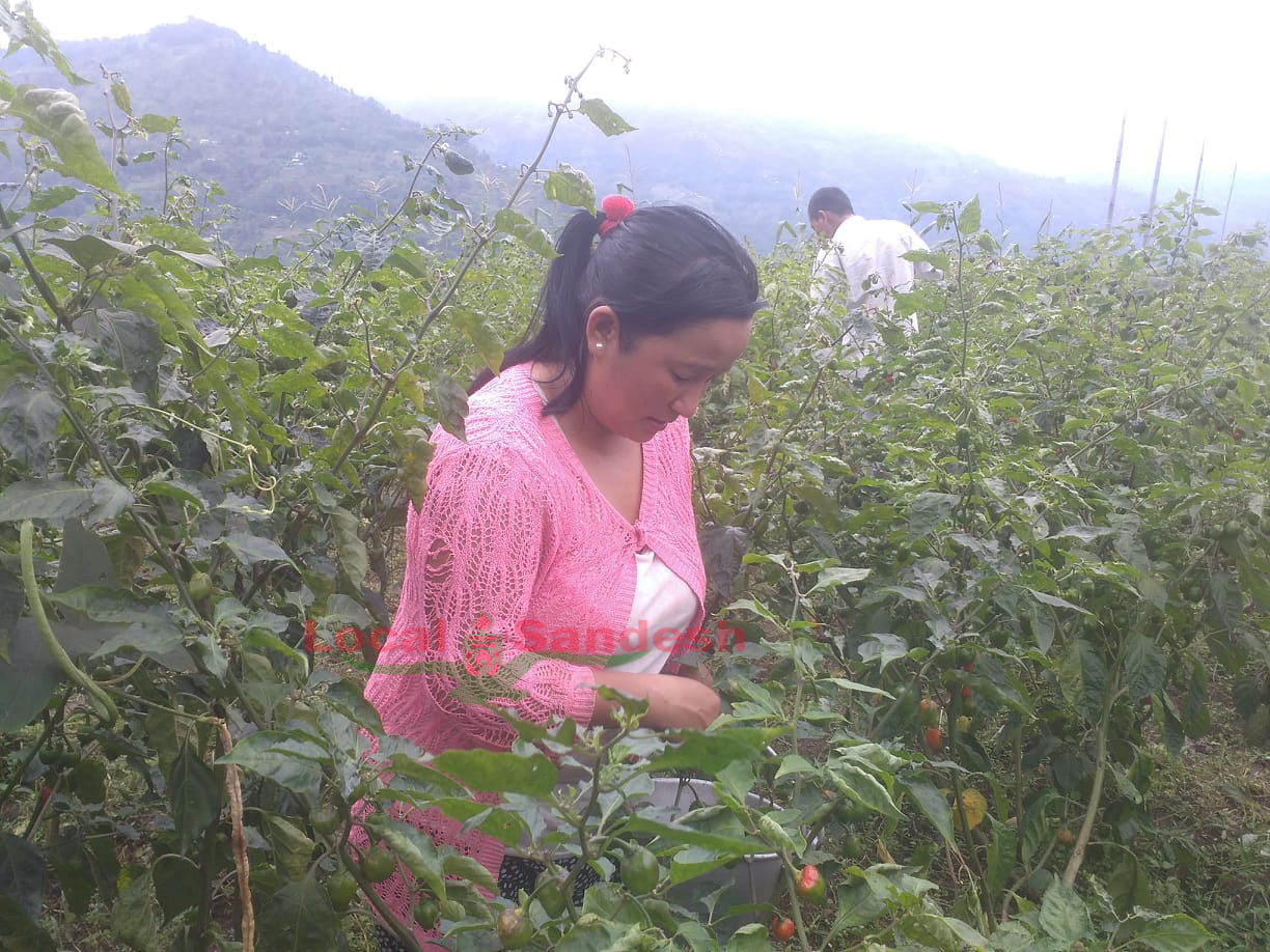 पकेट क्षेत्र संचालनमा आएपछि अकबरेमा किसानको आर्कषण बढदो