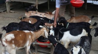बैदेशिक रोजगारीबाट फर्किपछि बाख्रापालनमा रमाउँदै कन्यामका पोख्रेल दाजुभाई