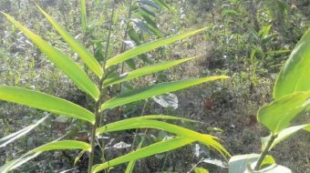 अम्लिसोको सिटाबाट कमाइ