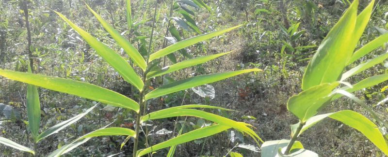 अम्लिसोको सिटाबाट कमाइ