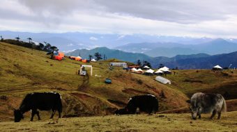 हिमालि क्षेत्रको अर्थतन्त्र धानेको चौँरीपालन व्यवसाय पूर्वी नेपालमा संकटमा