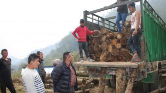 व्यवसायीक रुख रोपणले सुधारिँदै इलामका किसानको अर्थतन्त्र