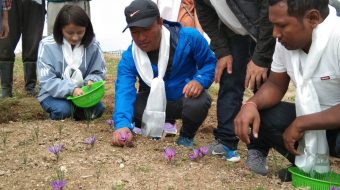विश्वकै महँगो र दुर्लभ कृषि उपज केशर खेती इलाममा  सुरु