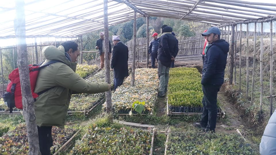 सन्दकपुर गाउँपालिकाद्धारा वृक्षारोपणका लागि ६ लाख बिरुवा उत्पादन