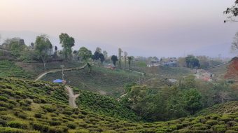 लकडाउनको १७ औँ दिन : यस्तो देखियो इलाम चियाबारी ( फोटो फिचर )