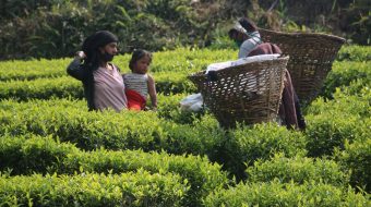 सुरक्षा उपकरण नै नलगाई चिया टिप्दै इलामका किसान
