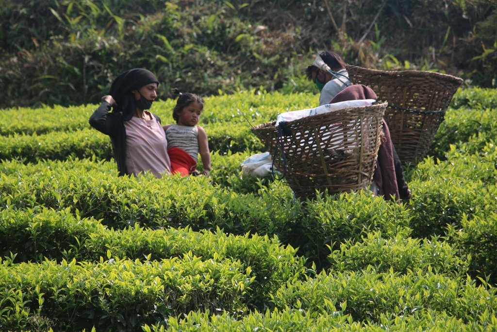 सुरक्षा उपकरण नै नलगाई चिया टिप्दै इलामका किसान