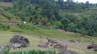 साँगुबेसीमा किसानलाई धान रोप्न चटारो (फोटो फिचर)