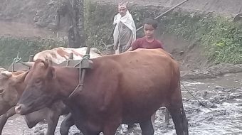 इलाममा असार १५ सम्म गत बर्षको तुलनामा रोपाई ३ प्रतिशतले बढ्यो