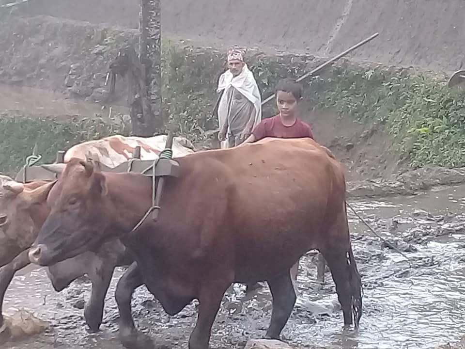 इलाममा असार १५ सम्म गत बर्षको तुलनामा रोपाई ३ प्रतिशतले बढ्यो