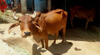 रोङ गाउँपालिकामा किसानलाई गाई वितरण