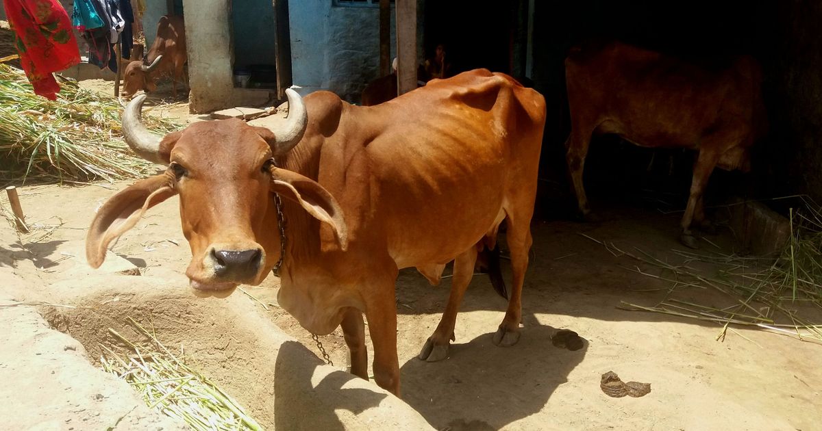 रोङ गाउँपालिकामा किसानलाई गाई वितरण