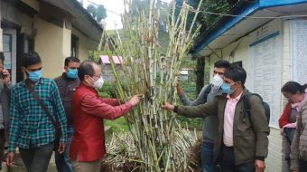 सूर्योदय नगरपालिकामा ६० हजार निपियर घाँसको विरुवा वितरण