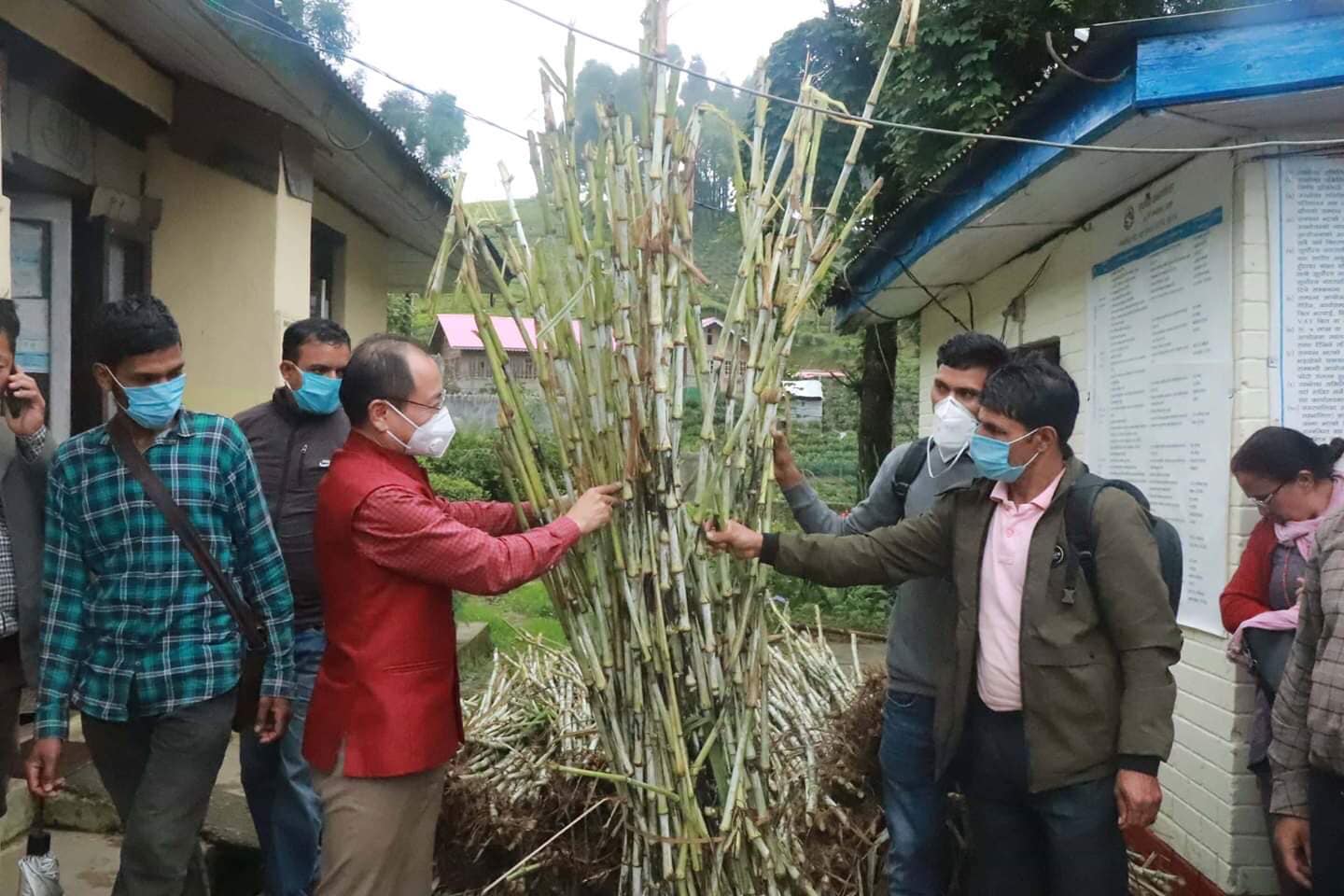 सूर्योदय नगरपालिकामा ६० हजार निपियर घाँसको विरुवा वितरण