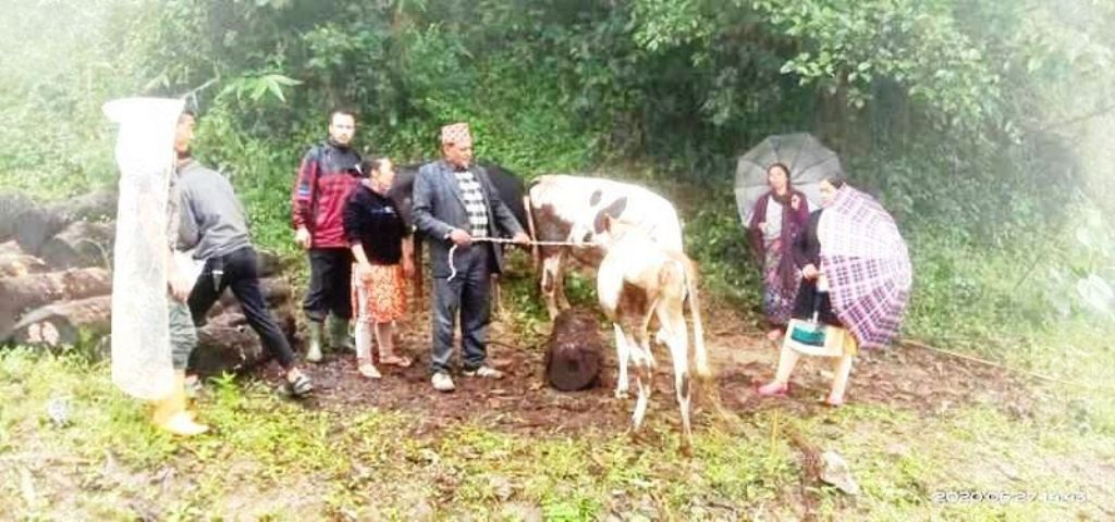 सन्दकपुर गाउँपालिकाका किसानलाई चौपाया र घाँसको बिरुवा वितरण