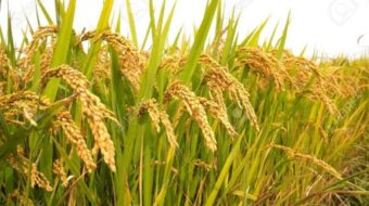 प्रदेश एकमा १५ वर्षभित्र ५४ हजार हेक्टर धानखेत मासियो