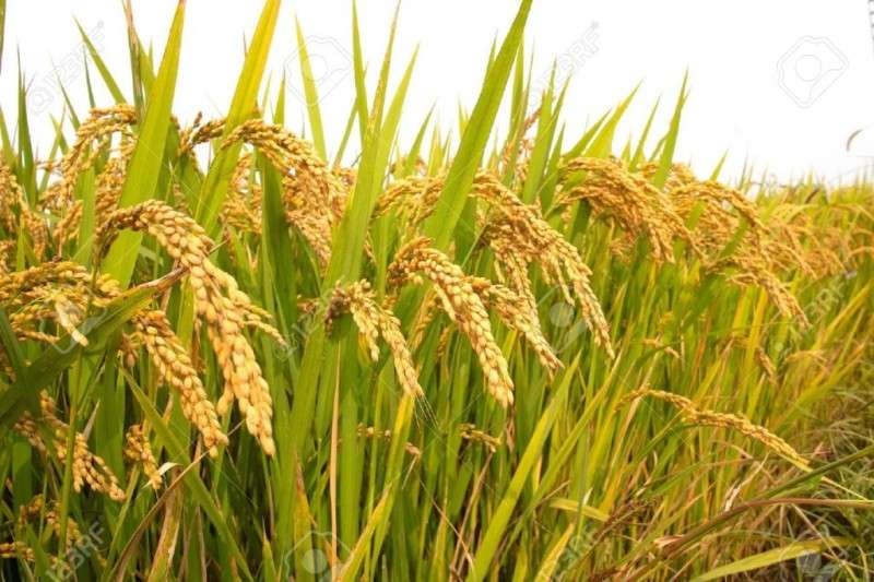 प्रदेश एकमा १५ वर्षभित्र ५४ हजार हेक्टर धानखेत मासियो