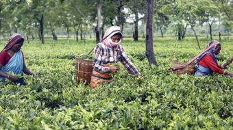 भारतले भन्यो : ‘नेपालबाट गुणस्तरहीन चिया आयो, रोक्नू ‘