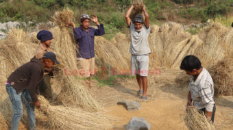 देउमाई बेसीमा धान भित्र्याउन चटारो (फोटो फिचर)