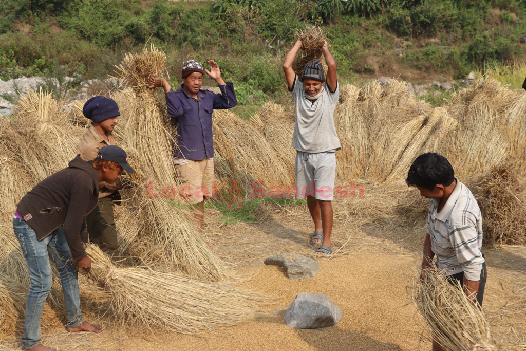 देउमाई बेसीमा धान भित्र्याउन चटारो (फोटो फिचर)