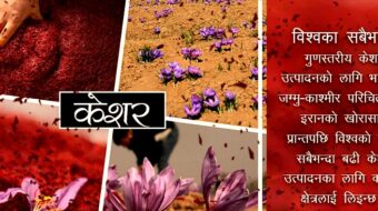 संकटमा पर्दै विश्वकै गुणस्तरिय काश्मिरी केशर