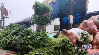 कृषि उत्पादनले भकारी भर्दै इलामेली, १ वर्षमा साढे ४ अर्ब कमाइ