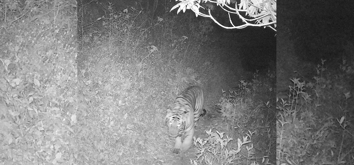 नेपालकै अग्लो स्थानमा भेटियो जंगली पाटेबाघ