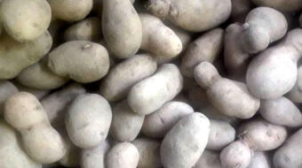 बिउ आलु तरकारीमै खपत, रोप्ने बेला नपाएर किसानलाई सास्ती