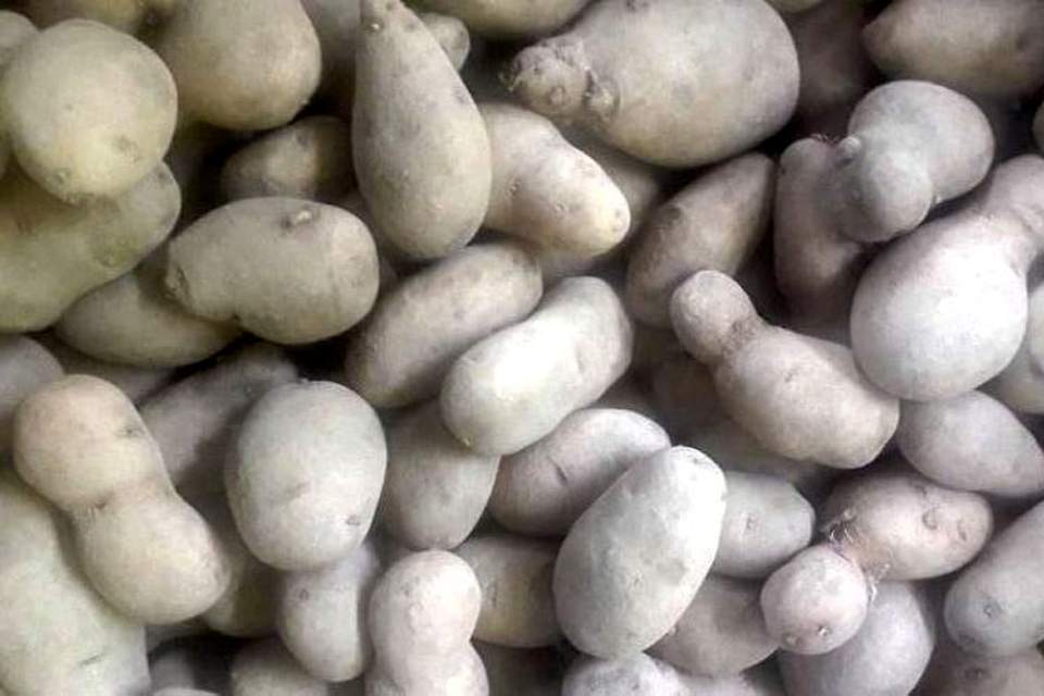 बिउ आलु तरकारीमै खपत, रोप्ने बेला नपाएर किसानलाई सास्ती