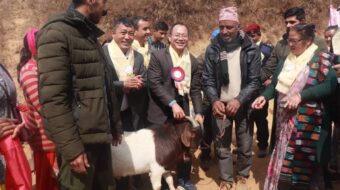 कृषि सहकारीलाई सूर्योदय नगरपालिकाको १ सय बाख्रा अनुदान